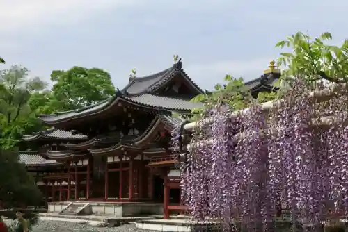 平等院の{uncategorized: "未分類", other: "その他", undefined: "問題あり", building: "その他建物", grave: "お墓", sacred_gate: "鳥居", guardian: "狛犬", statue: "像", buddha: "仏像", history: "歴史", nature: "自然", garden: "庭園", animal: "動物", pagoda: "塔", temizu: "手水舎", mountain_gate: "山門・神門", sanctuary: "本殿・本堂", subordinate: "末社・摂社", art: "芸術", scenery: "景色", jizo: "地蔵", ema: "絵馬", goshuin: "御朱印", omikuji: "おみくじ", items: "授与品その他", amulet: "お守り", goshuincho: "御朱印帳", eats: "食事", festival: "お祭り", votive_dance: "神楽", shichigosan: "七五三参", wedding: "結婚式", experience: "体験その他", initially: "初詣", around: "周辺", anti_infection: "感染症対策"}