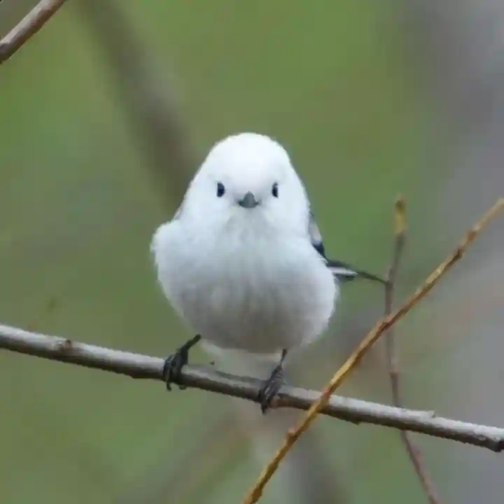 帯廣神社の動物