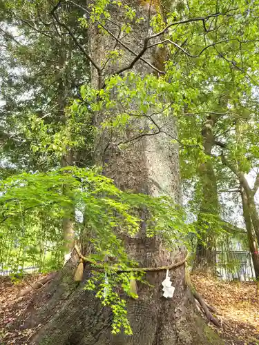 土佐神社(高知県)