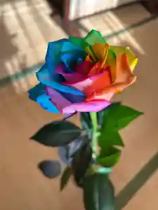 安用寺(愛知県)(2025年12月28日(日) 21時30分37秒投稿)