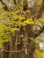 鶴嶺八幡宮の{uncategorized: "未分類", other: "その他", undefined: "問題あり", building: "その他建物", grave: "お墓", sacred_gate: "鳥居", guardian: "狛犬", statue: "像", buddha: "仏像", history: "歴史", nature: "自然", garden: "庭園", animal: "動物", pagoda: "塔", temizu: "手水舎", mountain_gate: "山門・神門", sanctuary: "本殿・本堂", subordinate: "末社・摂社", art: "芸術", scenery: "景色", jizo: "地蔵", ema: "絵馬", goshuin: "御朱印", omikuji: "おみくじ", items: "授与品その他", amulet: "お守り", goshuincho: "御朱印帳", eats: "食事", festival: "お祭り", votive_dance: "神楽", shichigosan: "七五三参", wedding: "結婚式", experience: "体験その他", initially: "初詣", around: "周辺", anti_infection: "感染症対策"}