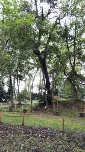 賀茂神社の自然