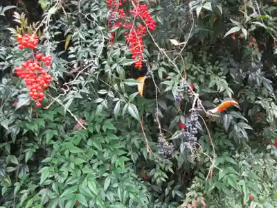 浄瑠璃寺(京都府)