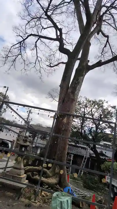 縣神社(京都府)