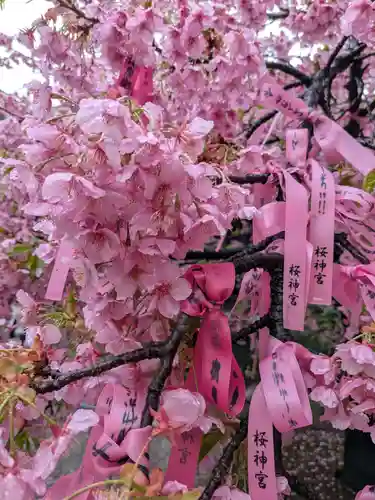 桜神宮(東京都)