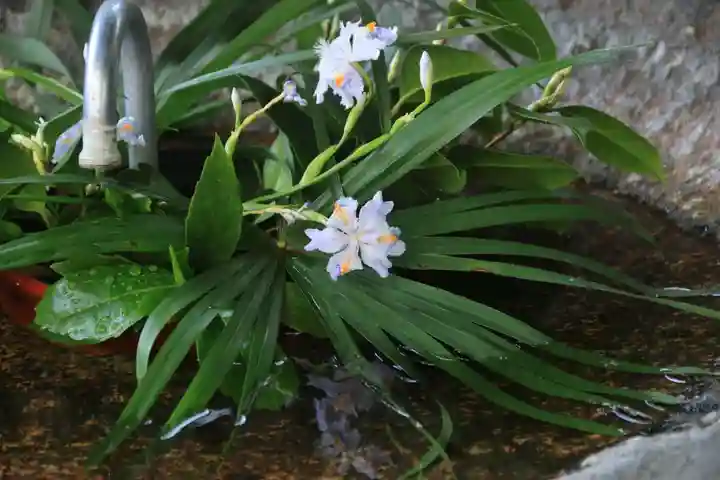 愛宕神社の手水舎