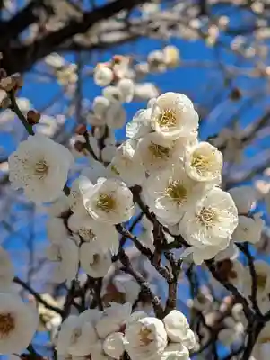 潮田神社(神奈川県)