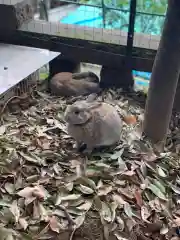 太子堂八幡神社の動物