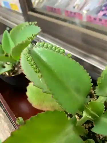 大宝八幡宮の自然