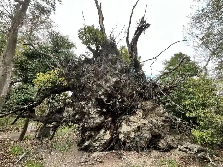 泉穴師神社(大阪府)