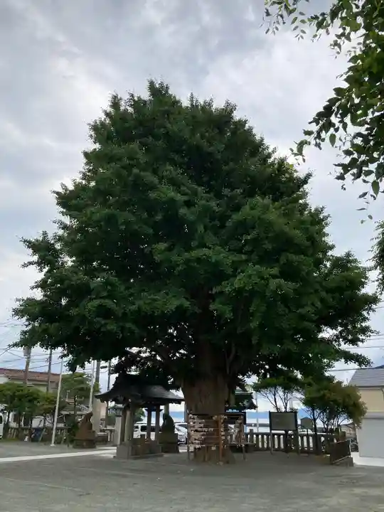 鴨居八幡神社の自然