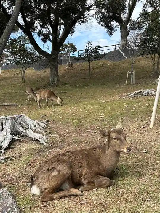興福寺(奈良県)