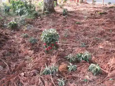 日吉大社(滋賀県)