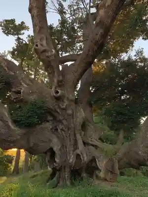 八幡神社の自然