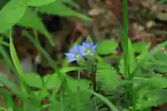 三春大神宮の自然