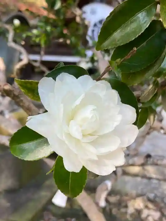 柳谷観音 楊谷寺(京都府)
