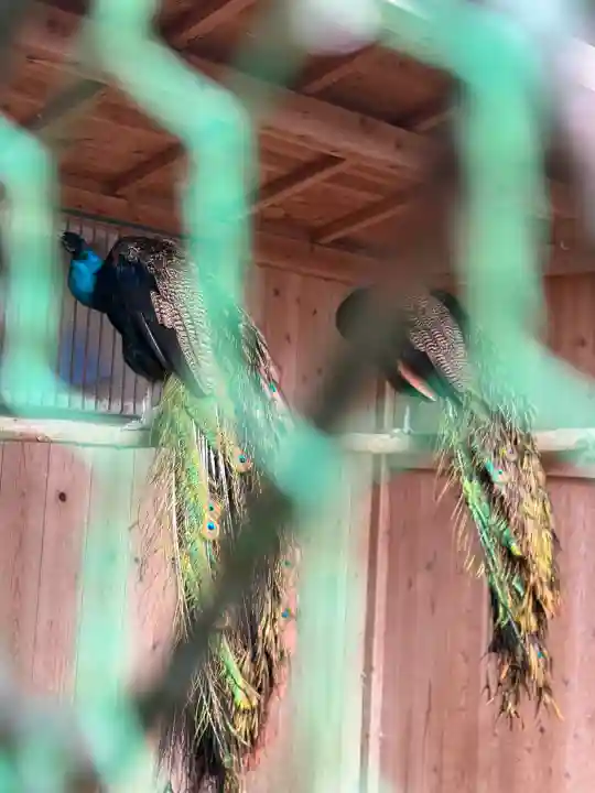 岩槻久伊豆神社の{uncategorized: "未分類", other: "その他", undefined: "問題あり", building: "その他建物", grave: "お墓", sacred_gate: "鳥居", guardian: "狛犬", statue: "像", buddha: "仏像", history: "歴史", nature: "自然", garden: "庭園", animal: "動物", pagoda: "塔", temizu: "手水舎", mountain_gate: "山門・神門", sanctuary: "本殿・本堂", subordinate: "末社・摂社", art: "芸術", scenery: "景色", jizo: "地蔵", ema: "絵馬", goshuin: "御朱印", omikuji: "おみくじ", items: "授与品その他", amulet: "お守り", goshuincho: "御朱印帳", eats: "食事", festival: "お祭り", votive_dance: "神楽", shichigosan: "七五三参", wedding: "結婚式", experience: "体験その他", initially: "初詣", around: "周辺", anti_infection: "感染症対策"}