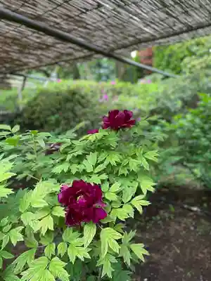 東長谷寺　薬王院(東京都)