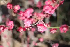 一山神社の自然