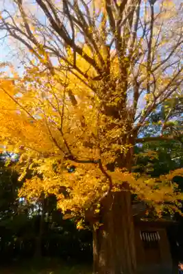 玉敷神社(埼玉県)