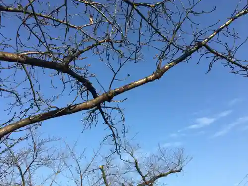 六孫王神社の自然