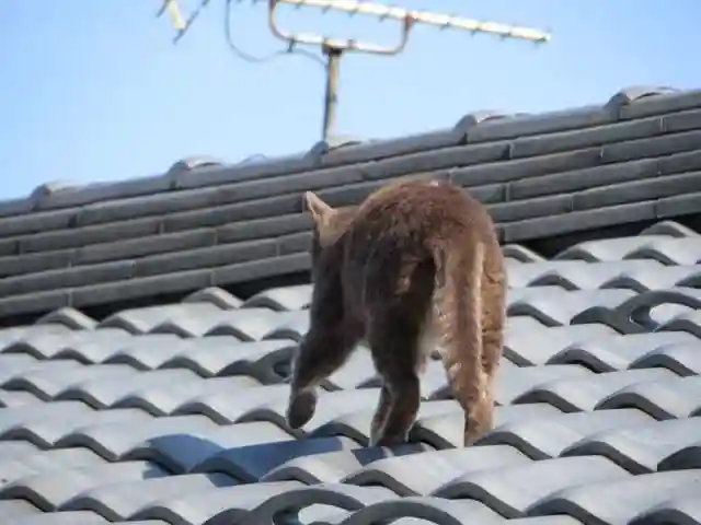 御誕生寺(猫寺)(福井県)