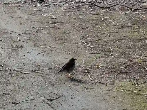吉福八幡神社の動物