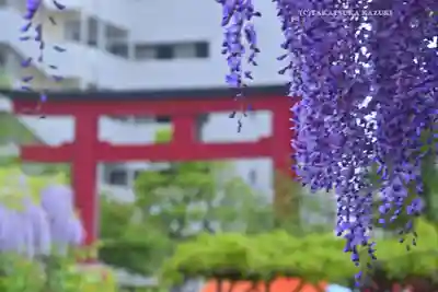 亀戸天神社(東京都)