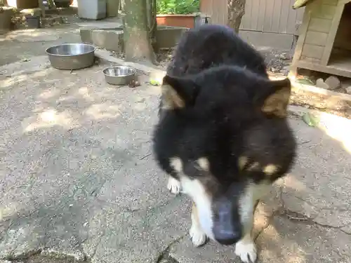 玉野御嶽神社の動物