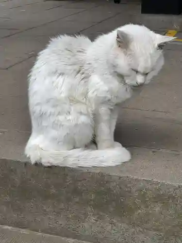 愛宕神社の動物