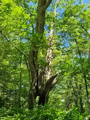 戸隠神社奥社(長野県)