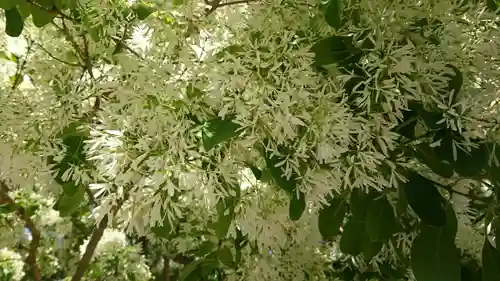 沙沙貴神社(滋賀県)