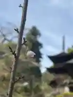 国宝 大法寺(長野県)