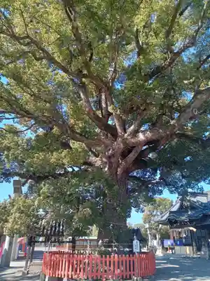 百舌鳥八幡宮(大阪府)