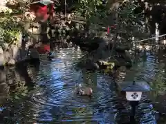 世田谷八幡宮の動物