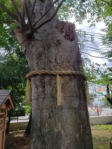 阿佐谷弁天社の自然