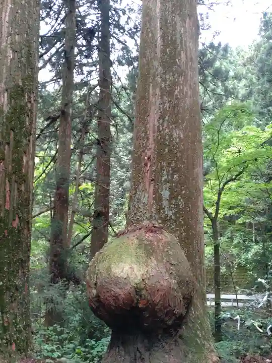 花園神社(茨城県)