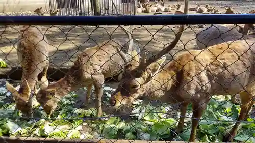 三嶋大社(静岡県)