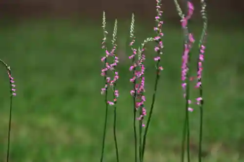 鏡石鹿嶋神社 ＊安産・開運・勝利の神さま＊の庭園