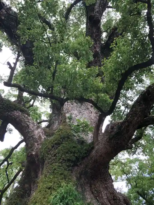 蒲生八幡神社の自然