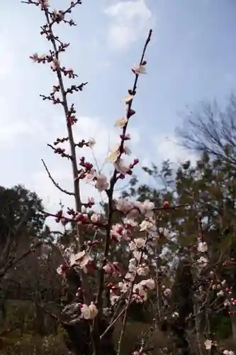 隨心院（随心院）の自然