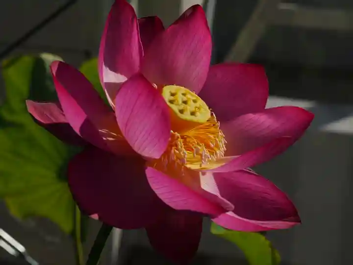 極楽山 浄土寺の自然