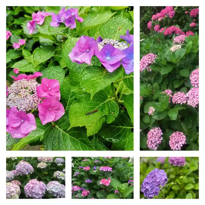 御霊神社の自然