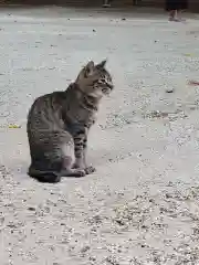 氷川女體神社の動物