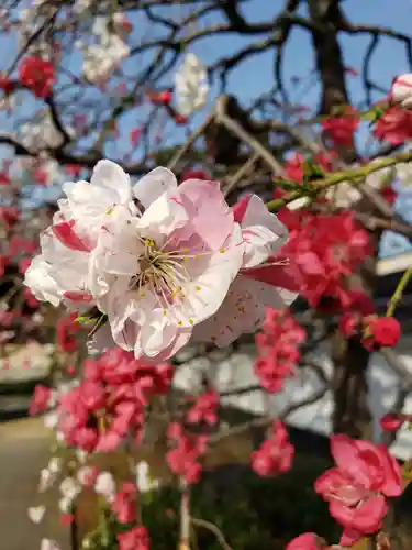 圓照寺(東京都)