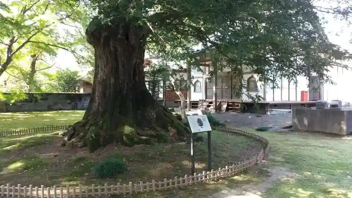 如信上人御廟所法龍寺の自然