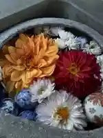 卯月の花手水🌸🌼
ダリアです