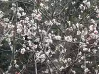 安國論寺(安国論寺)の自然