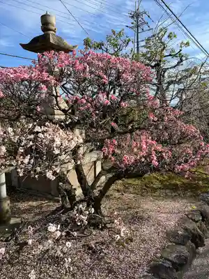 道明寺(大阪府)