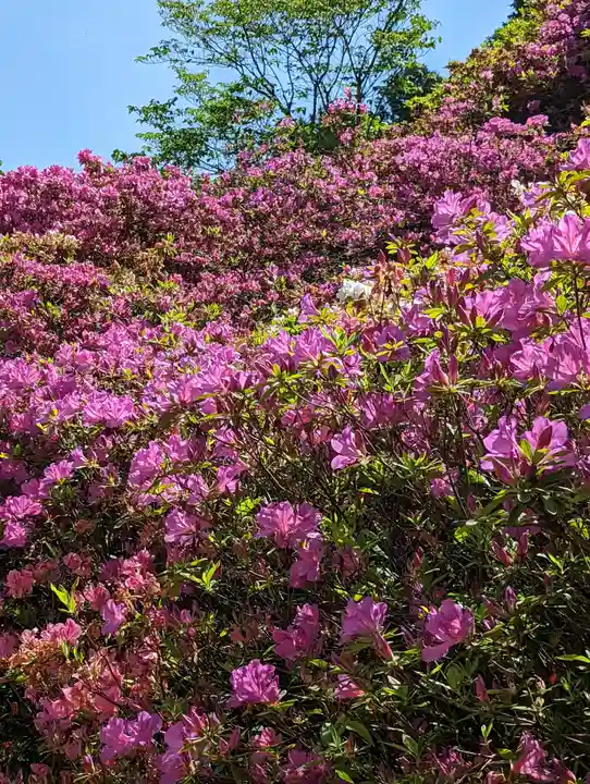 三室戸寺(京都府)